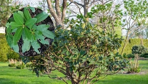 Opuchlaki na rododendronie. Jak rozpoznać i pozbyć się szkodników?