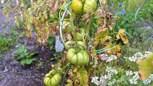 Co to fuzaryjne więdniecie pomidora? Choroba grzybowa popularna nie tylko u krzewów pod osłonami. Dowiedz się, jak ją zwalczać.