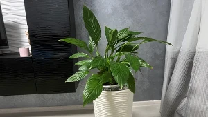 Jeśli twój skrzydłokwiat nie kwitnie, prawdopodobnie popełniasz błędy w jego pielęgnacji./Deccoria.pl