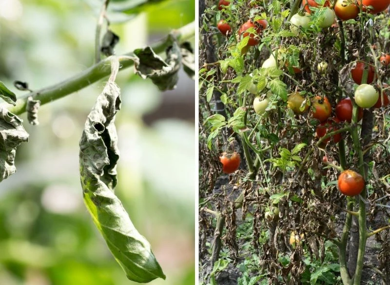Charakterystycznym objawem fuzariozy pomidorów jest więdnięcie i obumieranie liści od dołu ku górze, zwykle po jednej stronie krzewu