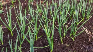 Nawożenie czosnku ozimego warto rozpocząć już w marcu. Najlepiej wybrać nawóz naturalny.