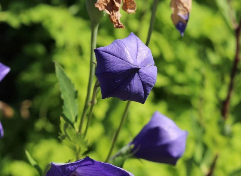 Efektowne są nie tylko kwiaty, ale też zamknięte pąki kwiatowe rozwaru