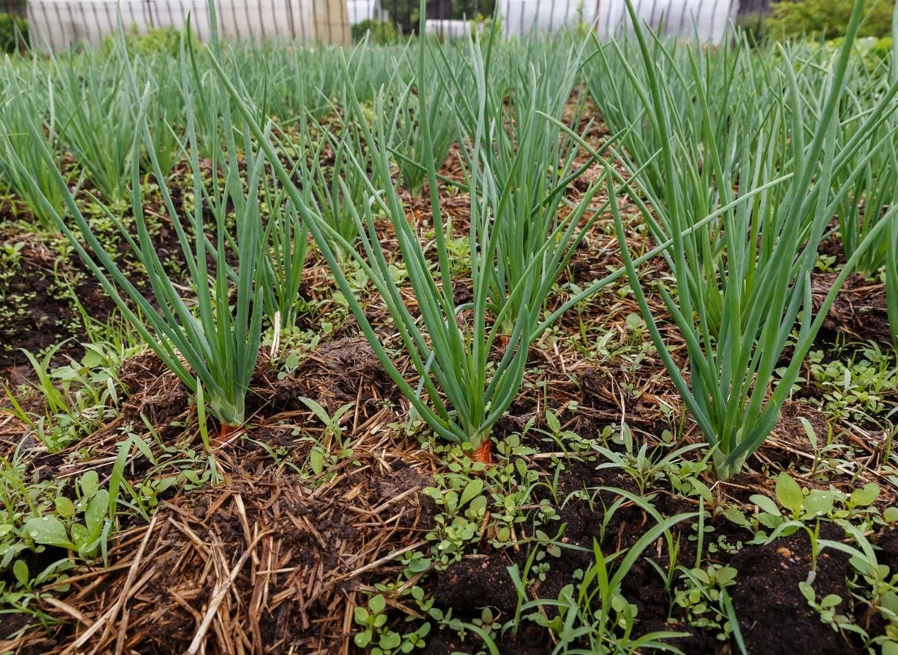 Gnojówka z czosnku bardzo dobrze wpływa na plonowanie czosnku i cebuli