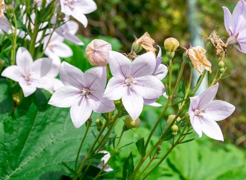 Rozwar może mieć białe, różowe lub niebieskie kwiaty