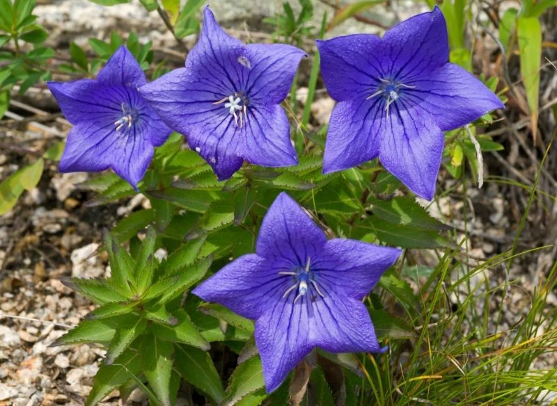 Rozwar nie powinien rosnąć w całkowitym cieniu