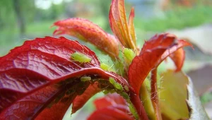 Twoje rośliny zaatakowały mszyce? Nie czekaj, przygotuj emulsję czosnkową, która błyskawicznie zwalczy szkodniki.