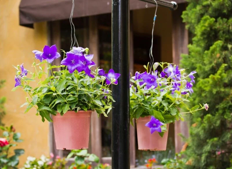 Rozwar można uprawiać w donicach