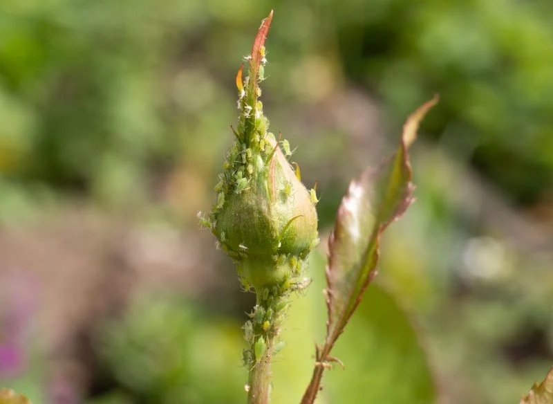 Mszyce często atakują róże