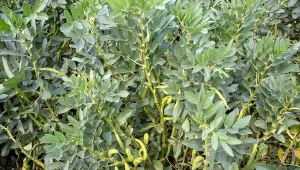 Bób to bardzo zdrowe i wartościowe warzywo, które z powodzeniem można uprawiać w ogrodzie.