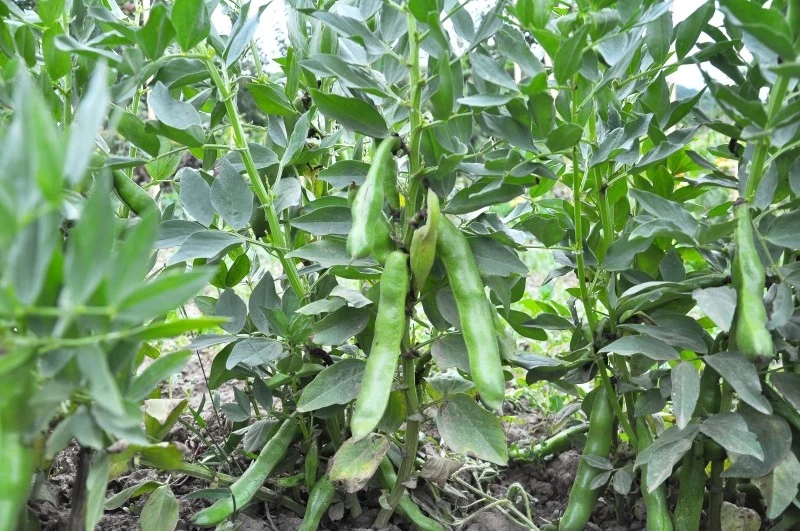 Uprawa bobu nie powinna sprawiać trudności nawet początkującemu ogrodnikowi