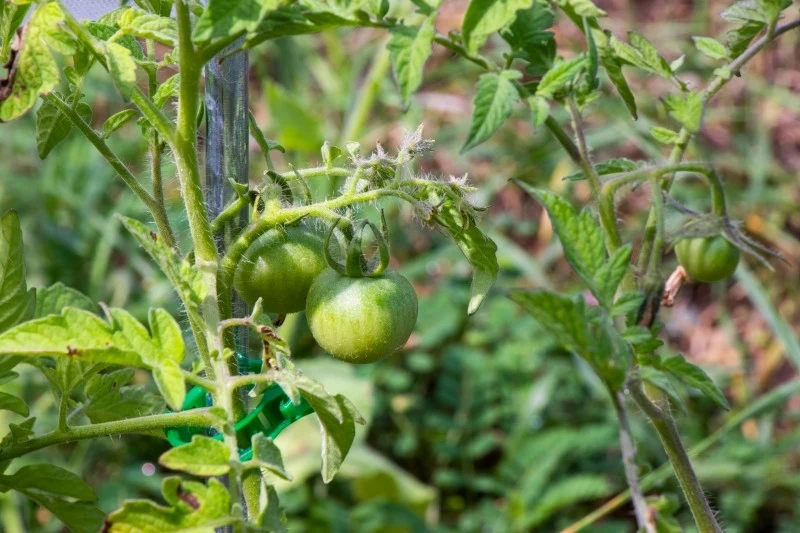 Dla zdrowego wzrostu i obfitego owocowania pomidory potrzebują m