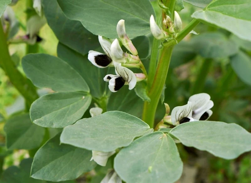 Wysiew bobu można przeprowadzić już w drugiej połowie marca