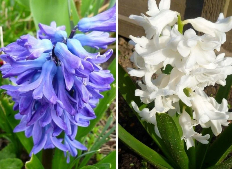 Kolorowe hiacynty potrafią udekorować ogród, balkon, a także parapet w domu