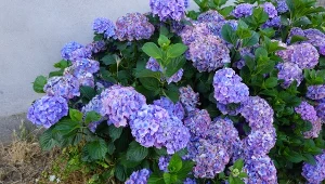 Czym nawozić hortensje, żeby miały intensywny kolor? Świetnie sprawdzą się niektóre kuchenne resztki.