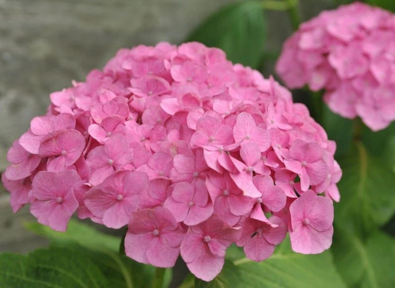 Nawożenie skorupkami jaj powoduje, że hortensja staje się różowa