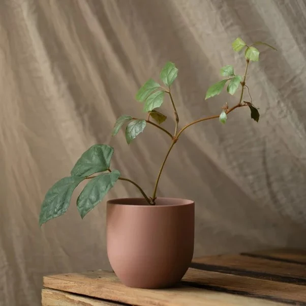 Rośliny to idealna część wystroju według feng shui