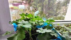 Zrób prosty nawóz do sadzonek pelargonii, a w sezonie kwiatów będzie tyle, że zaniemówisz z wrażenia./Deccoria.pl
