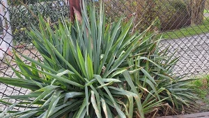 Po zimie juka potrzebuje odpowiedniej pielęgnacji. Nawożenie warto rozpocząć już w marcu./Deccoria.pl