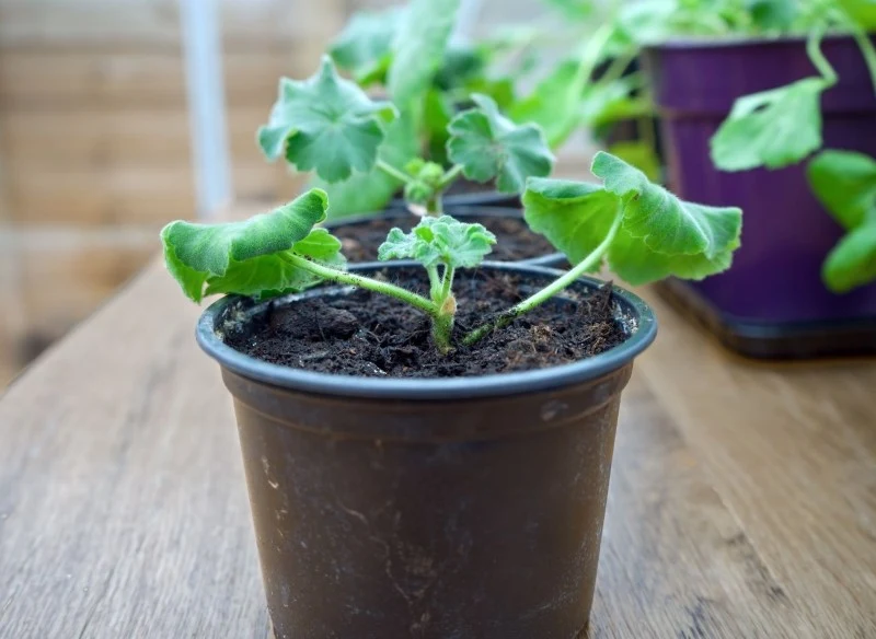 Sadzonki pelargonii można nawozić już od marca czy kwietnia