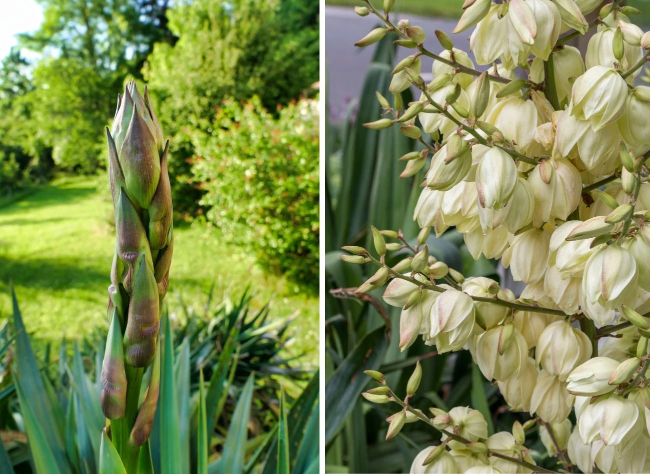 J uka kwitnie od czerwca do sierpnia