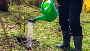 Skąd wiadomo, że trzeba zakwasić glebę? Warto wykonać test.