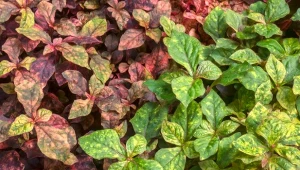 Roślina nazywana płaszczem Józefa ma pięknie wybarwione liście.