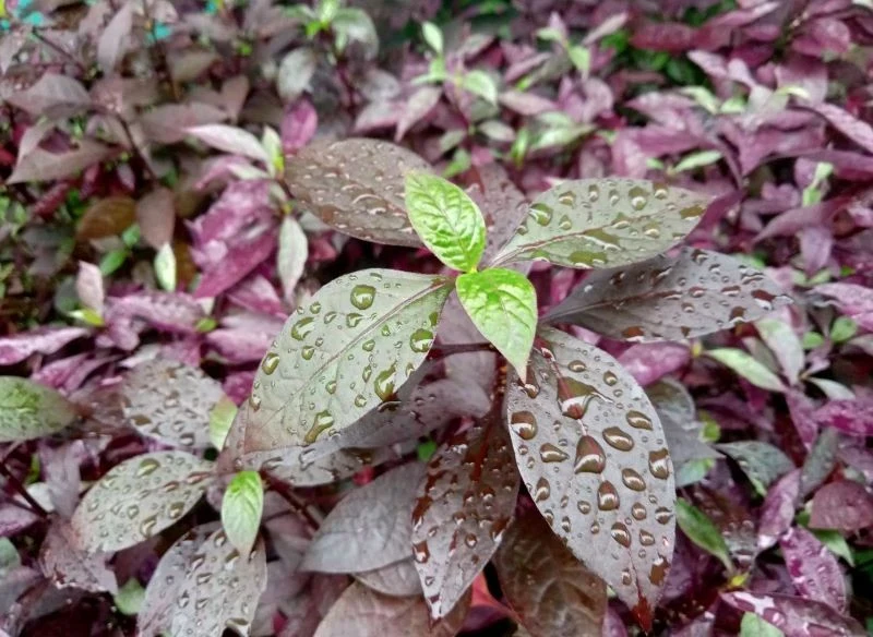 Alternantera powabna nadaje się do słonecznych ogrodów