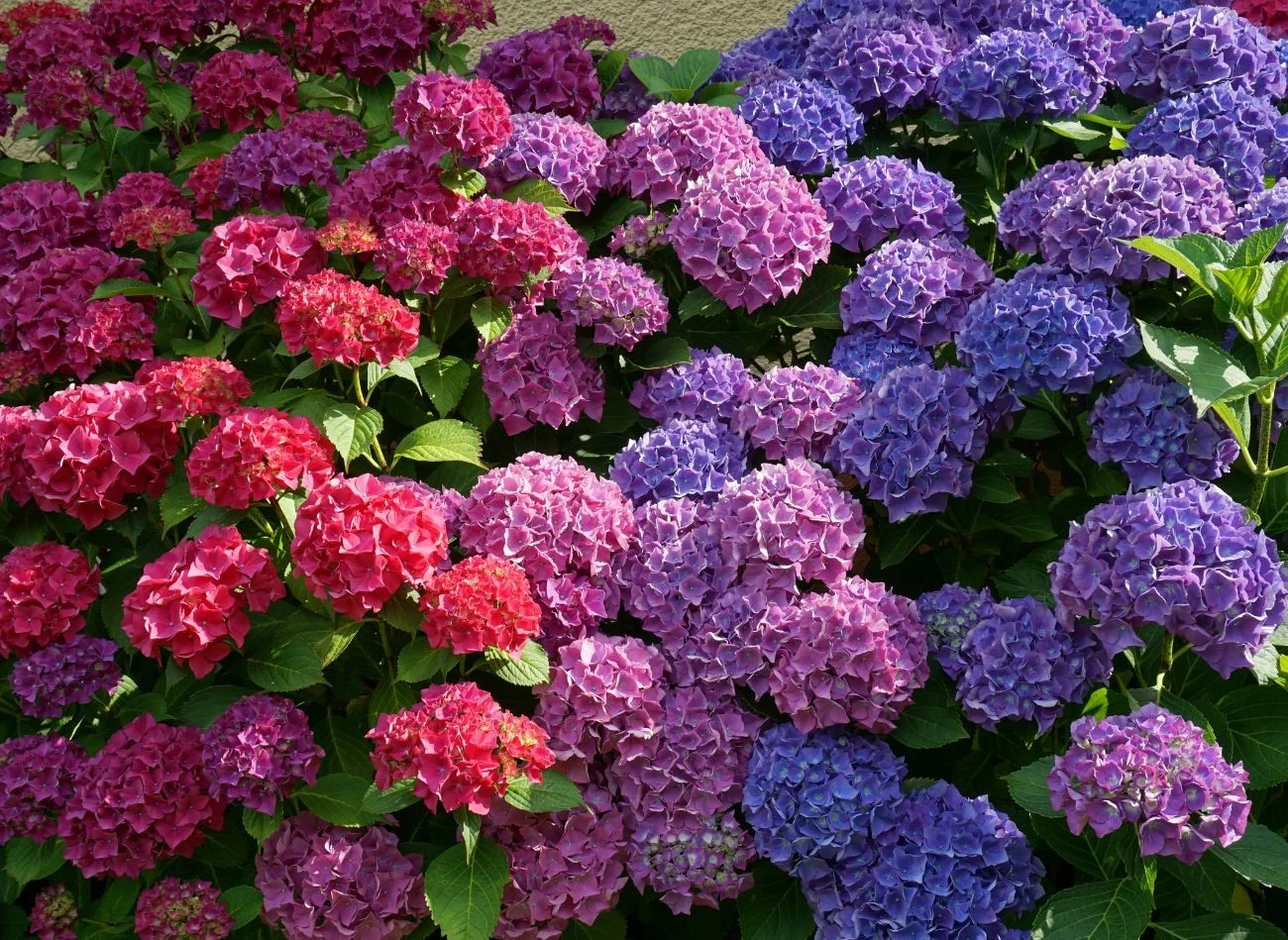 W odpowiednio zakwaszonej glebie hortensje kwitną zjawiskowo