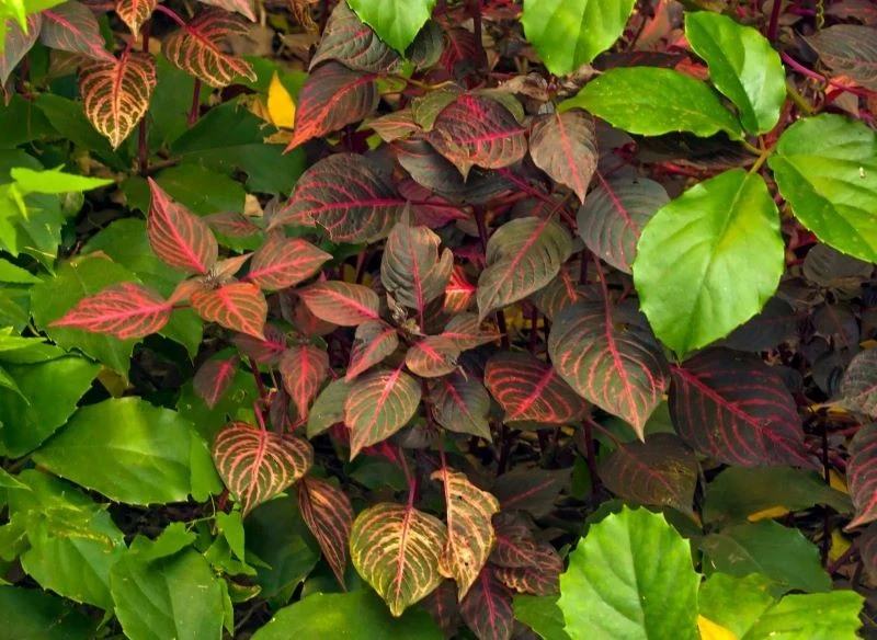 Poszczególne odmiany alternantery powabnej różnią się wysokością i kolorem liści