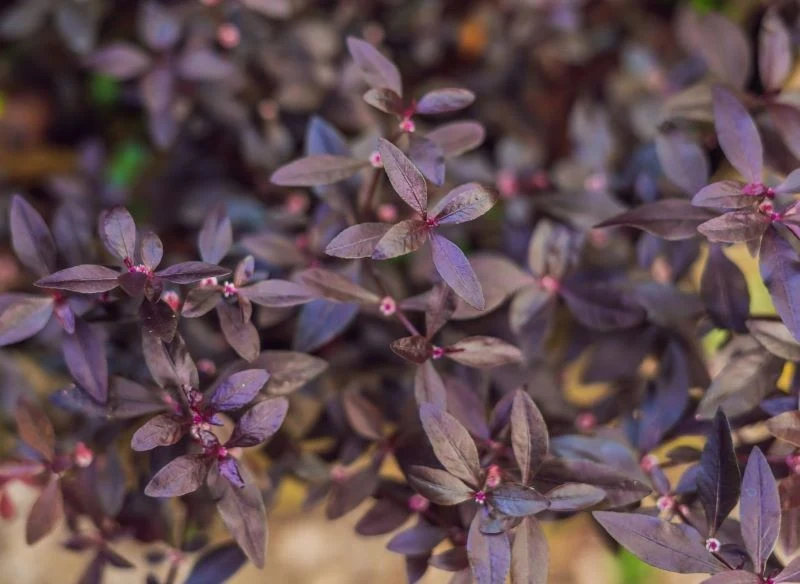 Alternantera powabna, czyli płaszcz Józefa, jest prosta w uprawie