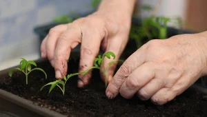 Mało kto wie, że wykałaczki można wykorzystać do pielęgnacji siewek.