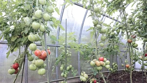 Podpowiadamy, jak przygotować podłożę do szklarni pod uprawę warzyw.