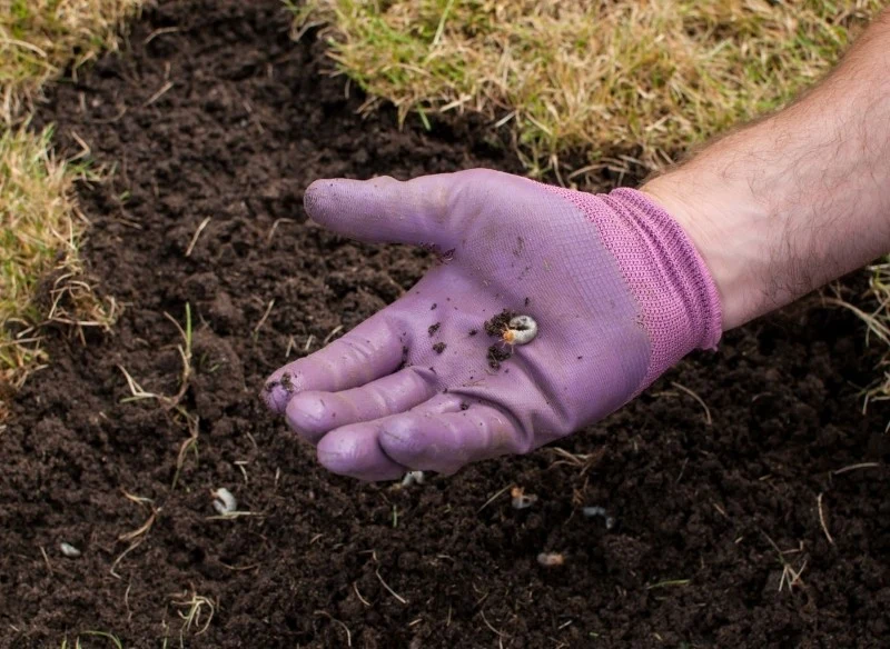 Masz dość pędraków w ogrodzie