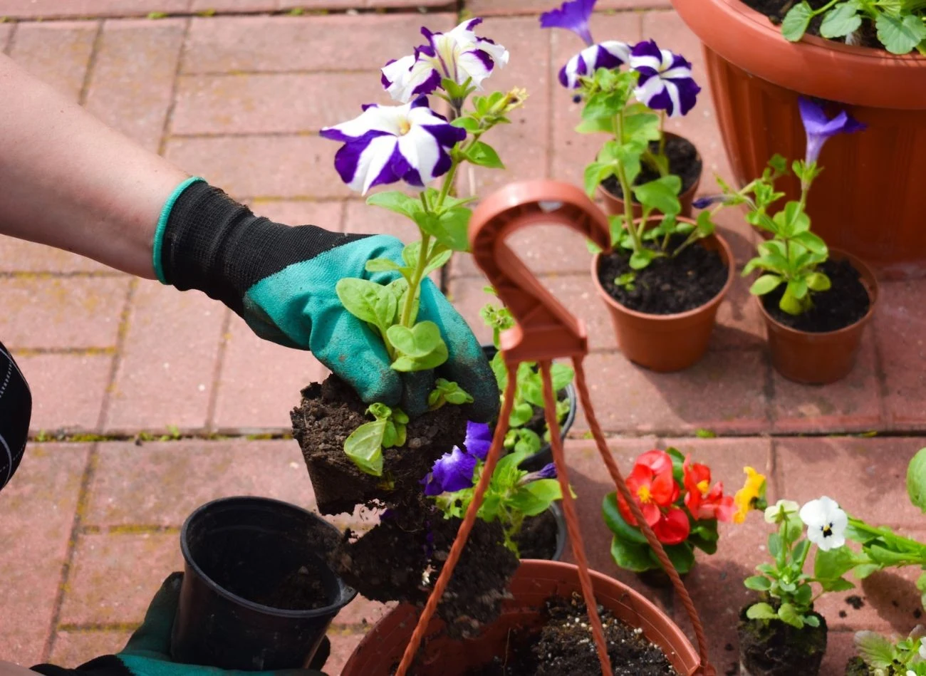 Ogrodnicy często kupują ziemię uniwersalną w marketach do sadzenia jednorocznych kwiatów na taras lub balkon