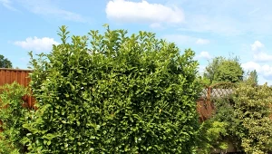 Co posadzić obok laurowiśni? Odpowiednie będą zarówno krzewy iglaste, jak i niskie rośliny kwitnące.