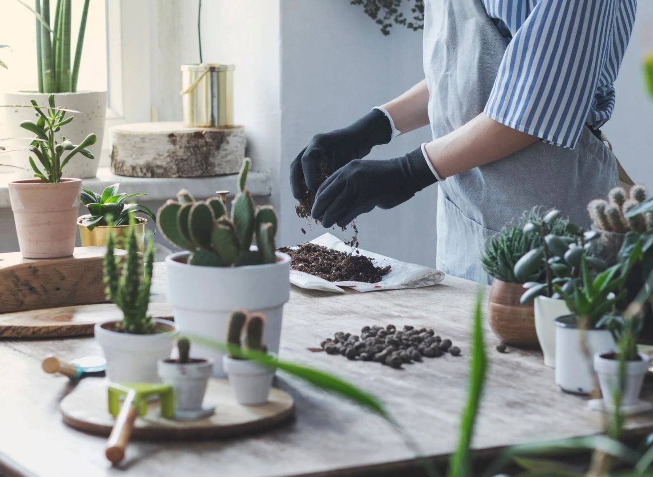 Wszystkie sukulenty potrzebują specjalnego podłoża