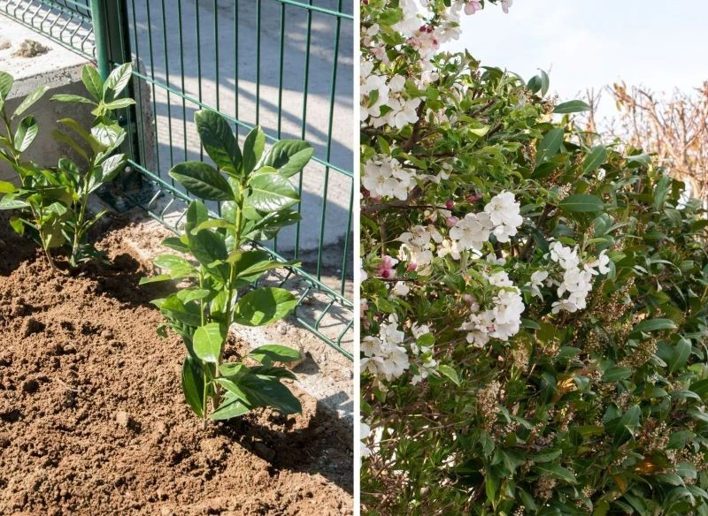 Po zasadzeniu laurowiśni nie minie wiele czasu, a krzew przybierze spore rozmiary i gęsty, efektowny pokrój