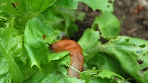 W ogrodzie już pojawiły się ślimaki? Pozbądź się ich za pomocą ekologicznego środka.