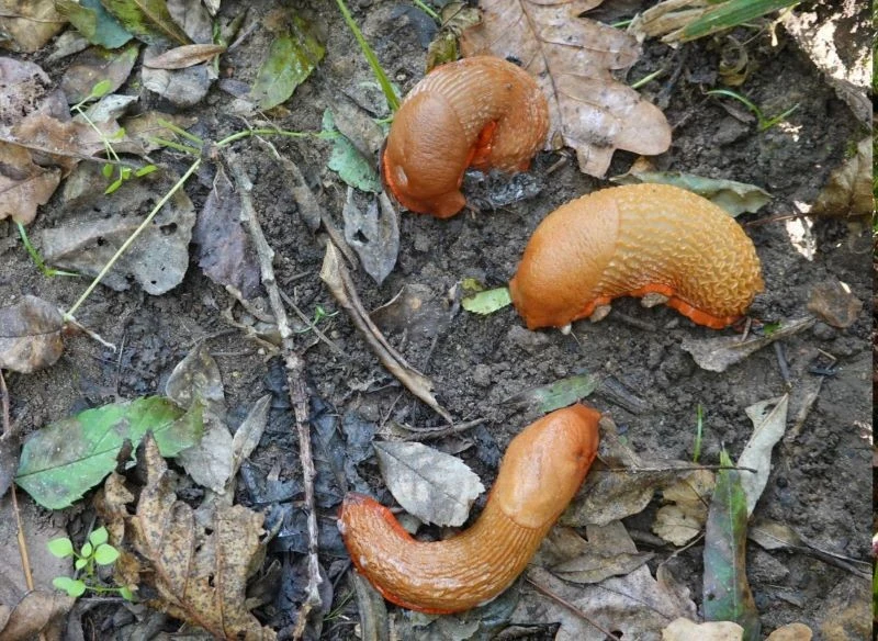 Szkody w ogrodzie wyrządzają ślimaki pozbawione skorupy