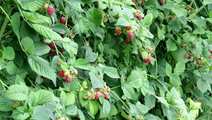 Czym nawozić maliny wiosną, aby uzyskać obfite plony? Oto najlepsze naturalne nawozy.