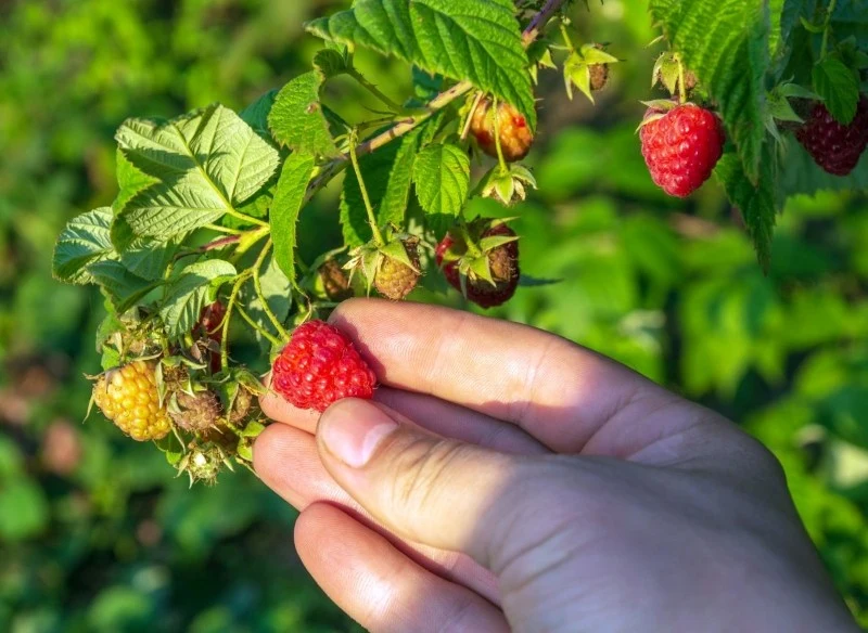 Aby maliny dobrze owocowały, warto je nawozić trzy razy w ciągu roku