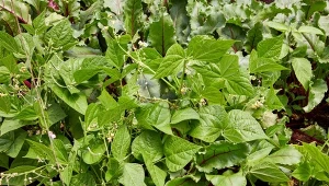 Fasolka szparagowa będzie zdrowo i obficie plonować, gdy posadzisz obok niej konkretne warzywa. Jakie?