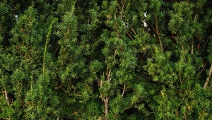 Wiosenne przycinanie cisów. Jak odmłodzić stary cis, a jak przycinać młode krzewy?