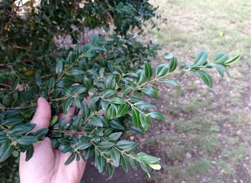 Regularne przycinanie bukszpanu pozwala zachować jego kształtną formę, a przy tym możesz łatwo pozyskać materiał do wykonania wianka