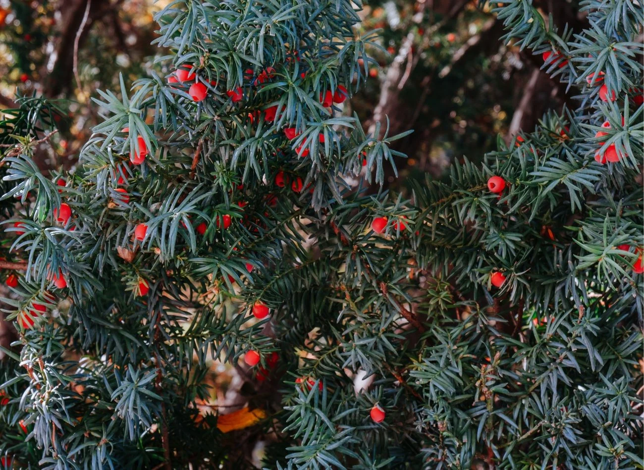 Cis to krzew ozdoby, chętnie wykorzystywany na płoty i ogrodzenia