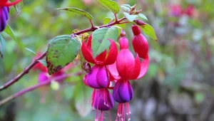 Fuksja magellańska to efektowny i obficie kwitnący krzew, który warto posadzić przed domem.