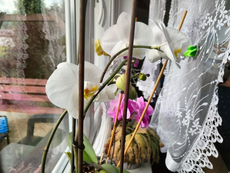 Po zimie o storczyki trzeba się zatroszczyć