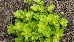 Cieszynianka wiosenna to urocza bylina, która charakteryzuje się wczesnym i nietypowym kwitnieniem.