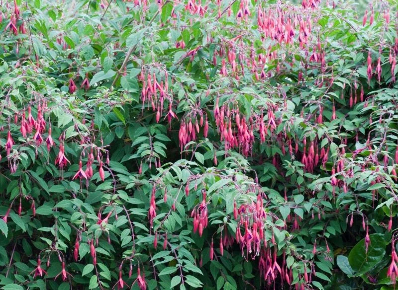 Fuksja magellańska ma gęsty, krzaczasty pokrój