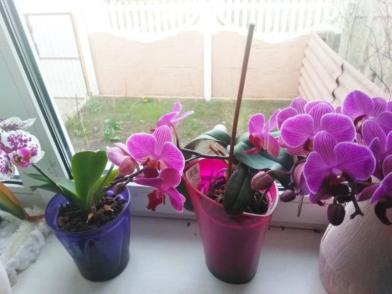 Wiosną wznawiamy nawożenie storczyków